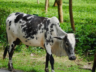 Cow in a field