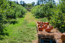 Apples And Pumpkins Display Free Stock Photo - Public Domain Pictures