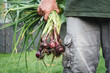 © Elisabeth Coelfen/Stocksy - Man picking red onions