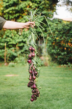 Man Holding Braided Red Onions