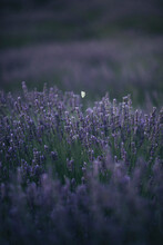 Butterfly Flying Above Lavender 