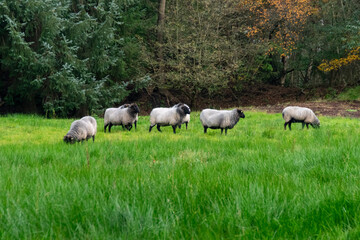 Wall Mural - sheep in the field