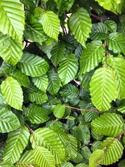 green leaves in the garden