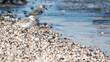 Sandpipers on a rocky beach in Michigan.