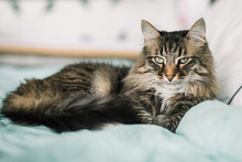 Gorgeous Siberian Cat On The Bed