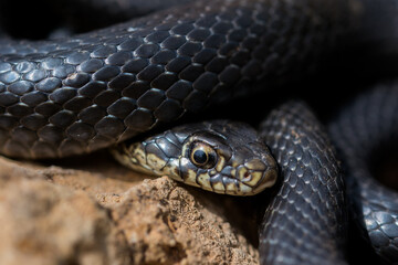 Canvas Print - Close up shot of the head of an adult Black Western Whip Snake, Hierophis viridiflavus, in Malta