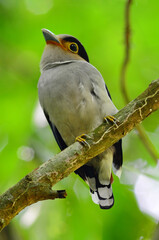 Sticker - silver breasted broadbil