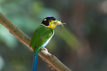 Sticker - long tailed broadbill