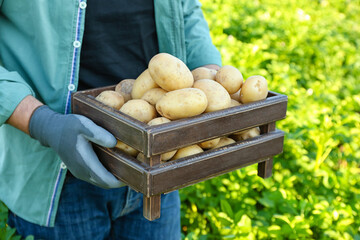 Wall Mural - Man holding wooden box of raw potatoes in field, closeup