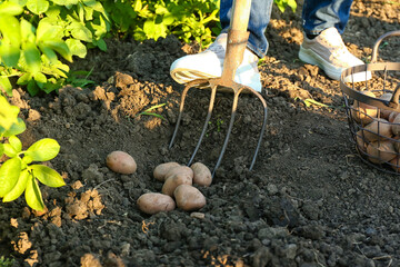 Wall Mural - Man gathering potatoes in field