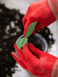 © ZHPH Production/Stocksy - Closeup shot of a person planting sprout