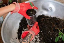 Closeup Shot Of A Person Planting Sprouts Into Soil