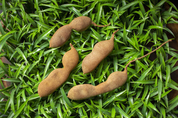 Closeup shot of ripe tamarind fruits