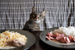 © Oxana Pervomay/Stocksy - Cat at dinner.