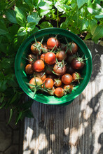 Homegrown Cherry Tomatoes In Green Basket