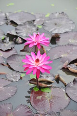Wall Mural - pink lotus