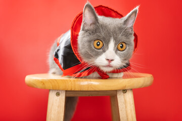 Canvas Print - a cute british shorthair cat wears a Halloween witch cloak and looking to the right