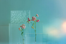 Pink  Butterfly Weed With Platform Glass