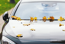Maple Leaves On A New Luxury Car In Autumn