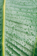 Palm Leaf With Raindrops