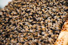 Crowded Bees
