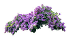 Purple Flowers On White Free Stock Photo - Public Domain Pictures
