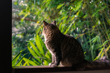 Cat Looking At Garden