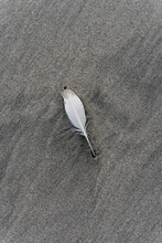 Feather On Sandy Beach, New Zealand.