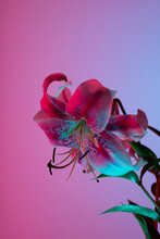 Pink Japanese Lilies In Neon Studio