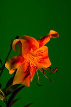 Petals And Stamens Of Orange Tiger Lily On Green 