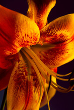 Spotted Petals Of Tiger Lily Flower Macro Closeup