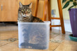 © Carolyn Lagattuta/Stocksy - Funny cat