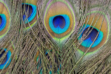 Natural Peacock Feathers  