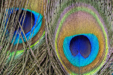 Peacock Feathers Closeup  