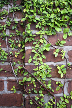 Light Green Plant Climbing Up Bricks