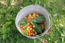 Fresh Picked Rainier Cherries In Bucket