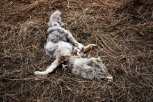 A Dead Coyote In A Field.