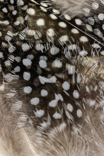 Natural Spotted Guinea Fowl Feathers