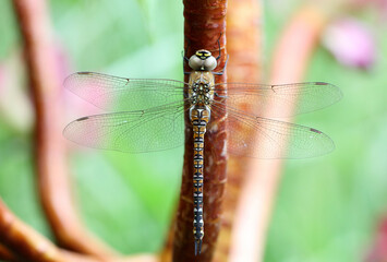 Dragonfly macro