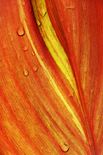 Wet Banana Leaf Detail