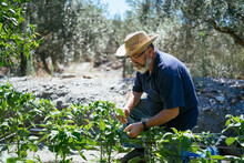  Elderly Bearded Farmer Working In An Organic Field