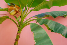 Banana Tree On Pink Background