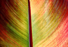 Banana Leaf In Autumn Colors