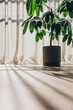 © Jodie Johnson Photography/Stocksy - Indoor potted plant