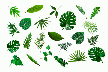 Sticker - set of green monstera palm and tropical plant leaf isolated on white background for design elements, Flat lay