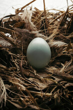 Wild Bird Nest With Egg