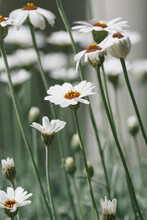 Close Up Of White Flowers Blooming