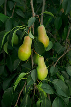 Fresh And Natural Pears On A Branch