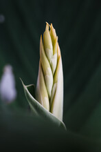 Flower Bud Of Canna Lily Plant.