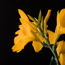 Canna Lily Flower Against A Dark Background.